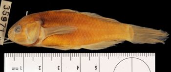 Media type: image;   Ichthyology 35971